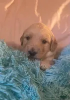 Goldie, a female Bernedoodle for sale in Steward, IL – Photo 1 of 2