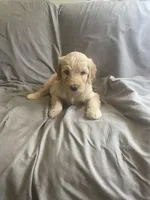 Goldie, a female Bernedoodle for sale in Steward, IL – Photo 2 of 2