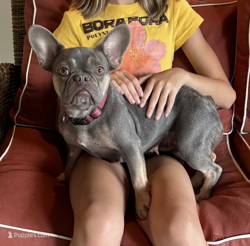 DiDi – French Bulldog puppy for sale in Steward, IL