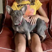 DiDi, a female French Bulldog for sale in Steward, IL – 1 of 2