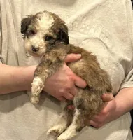 tiny female sable, a female Bernedoodle for sale in Steward, IL – Photo 2 of 2
