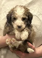 tiny female sable, a female Bernedoodle for sale in Steward, IL – Photo 1 of 2