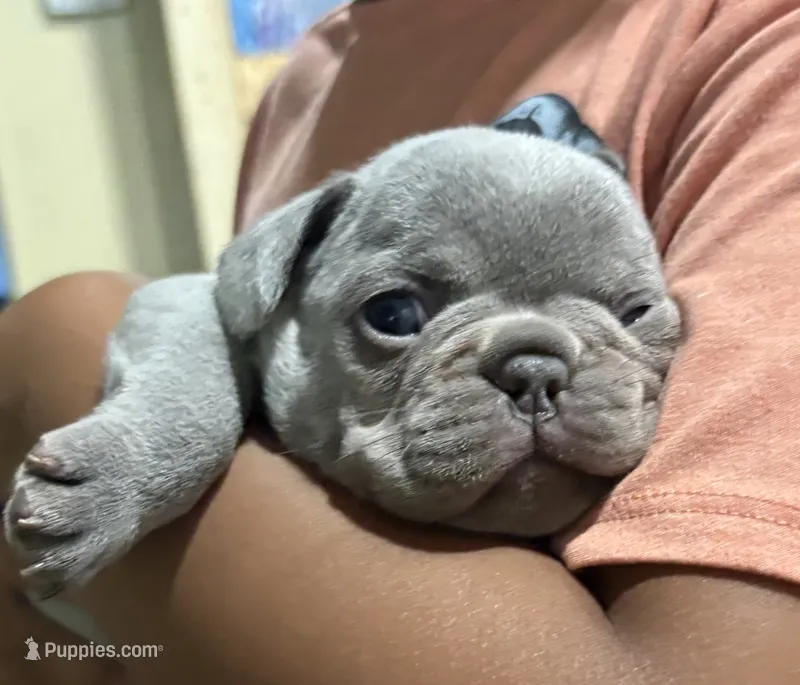 Solid Blue – French Bulldog puppy for sale in Steward, IL