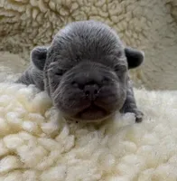 Solid Blue, a female French Bulldog for sale in Steward, IL – 3 of 3