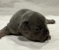 Female blue and tan, a female French Bulldog for sale in Steward, IL – 2 of 3