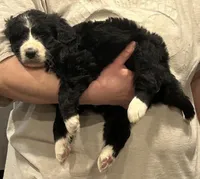 female 2, a female Bernedoodle for sale in Steward, IL – Photo 1 of 2