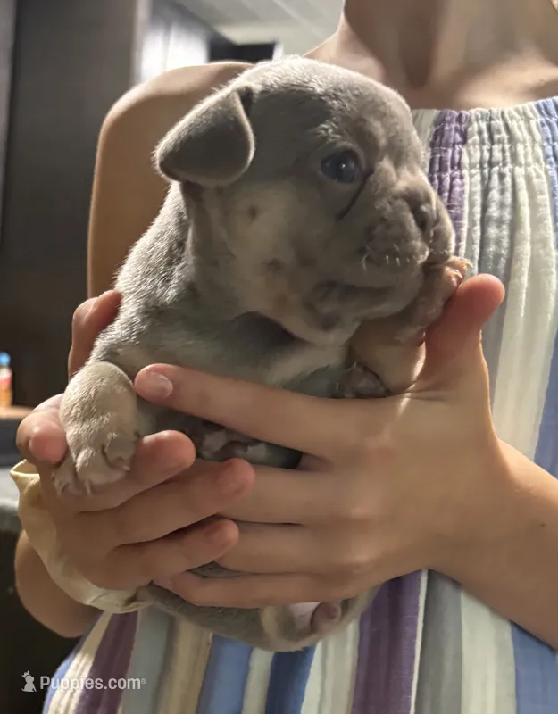 Female blue and tan – French Bulldog puppy for sale in Steward, IL