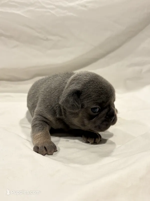 Male blue and tan – French Bulldog puppy for sale in Steward, IL
