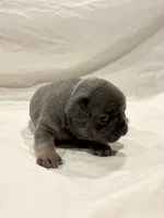 Male blue and tan, a male French Bulldog for sale in Steward, IL – 1 of 2