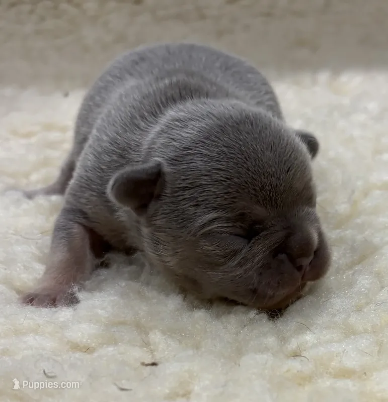 Female blue and tan – French Bulldog puppy for sale in Steward, IL