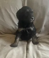 black  phantom, a female Bernedoodle for sale in Steward, IL – Photo 2 of 2