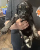 black  phantom, a female Bernedoodle for sale in Steward, IL – Photo 1 of 2