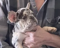 merle 1, a female French Bulldog for sale in Steward, IL – Photo 2 of 3