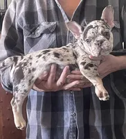 merle 1, a female French Bulldog for sale in Steward, IL – Photo 1 of 3