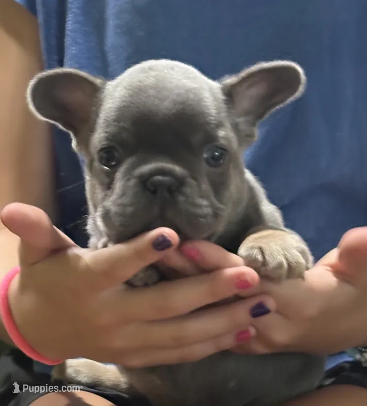 Female blue and tan – French Bulldog puppy for sale in Steward, IL