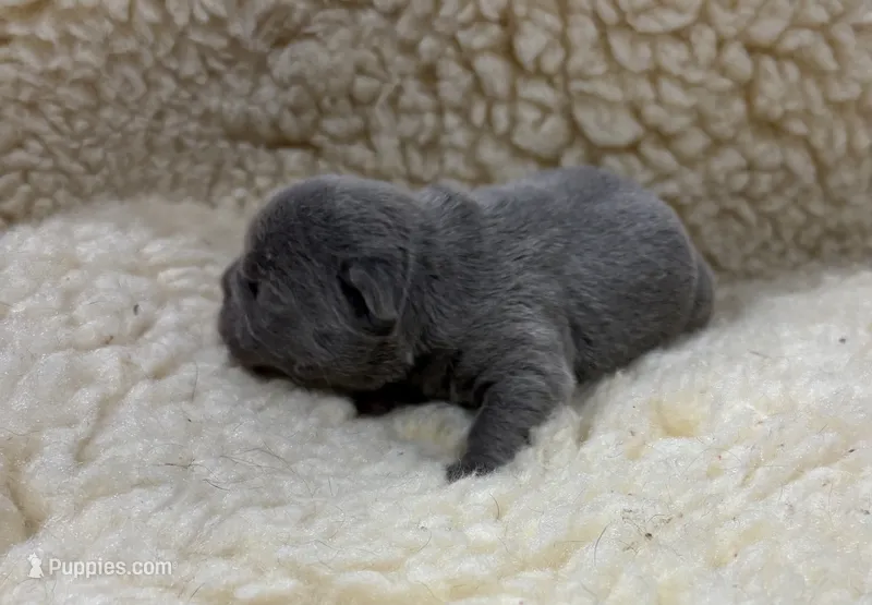 Solid Blue – French Bulldog puppy for sale in Steward, IL