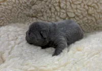Solid Blue, a female French Bulldog for sale in Steward, IL – 1 of 3