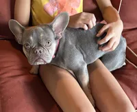 DiDi, a female French Bulldog for sale in Steward, IL – 2 of 2