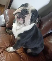 Pearl, a female English Bulldog for sale in Steward, IL – Photo 2 of 2