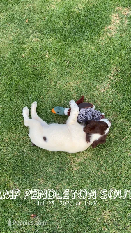 Drake – English Springer Spaniel puppy for sale in Oceanside, CA
