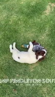 Drake, a male English Springer Spaniel for sale in Oceanside, CA – 1 of 5