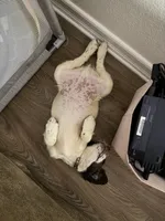 Drake, a male English Springer Spaniel for sale in Oceanside, CA – 2 of 5