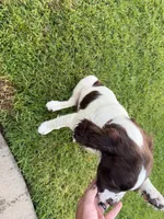 Drake, a male English Springer Spaniel for sale in Oceanside, CA – 5 of 5