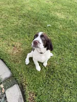 Drake, a male English Springer Spaniel for sale in Oceanside, CA – 3 of 5