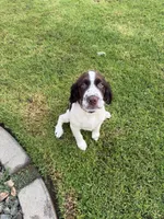 Drake, a male English Springer Spaniel for sale in Oceanside, CA – 4 of 5