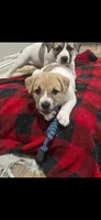 Millie, a female Catahoula Leopard Dog and American Pit Bull Terrier for sale in Princeton, TX – 4 of 4