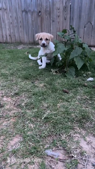 Millie – Catahoula Leopard Dog, American Pit Bull Terrier puppy for sale in Princeton, TX