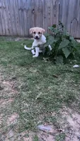 Millie, a female Catahoula Leopard Dog and American Pit Bull Terrier for sale in Princeton, TX – 1 of 4