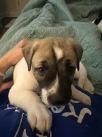Vincent "Vinny", a male Catahoula Leopard Dog and American Pit Bull Terrier for sale in Princeton, TX – 1 of 2