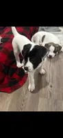 Stormy, a female Catahoula Leopard Dog and American Pit Bull Terrier for sale in Princeton, TX – 2 of 4