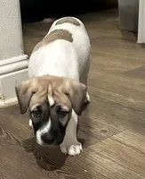 Vincent "Vinny", a male Catahoula Leopard Dog and American Pit Bull Terrier for sale in Princeton, TX – 2 of 2