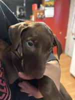  Red Rosie , a female Doberman Pinscher for sale in Pontiac, IL – Photo 3 of 10