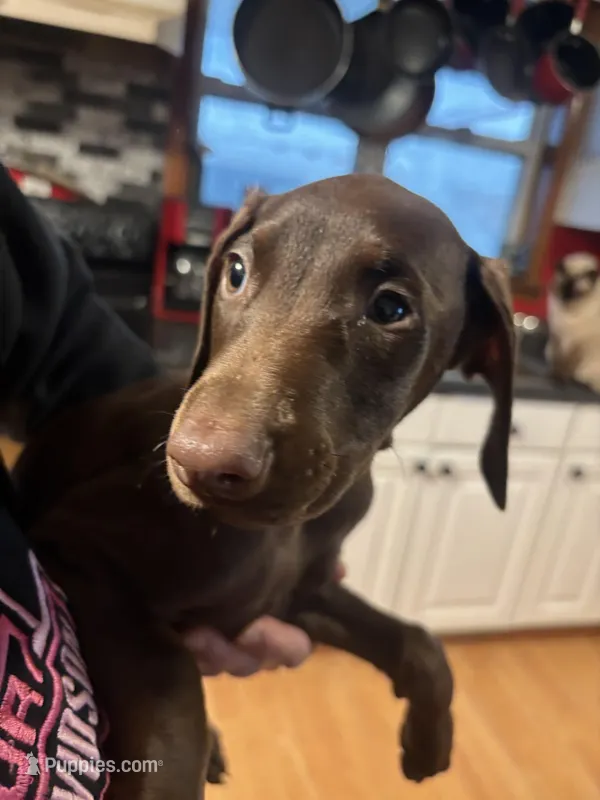 Red Rosie  – Doberman Pinscher puppy for sale in Pontiac, IL