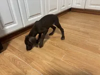  Red Rosie , a female Doberman Pinscher for sale in Pontiac, IL – Photo 9 of 10