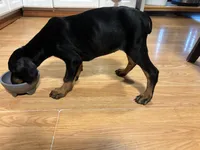  Red Rosie , a female Doberman Pinscher for sale in Pontiac, IL – Photo 7 of 10