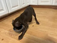  Red Rosie , a female Doberman Pinscher for sale in Pontiac, IL – Photo 6 of 10