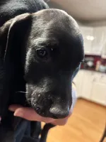  Red Rosie , a female Doberman Pinscher for sale in Pontiac, IL – Photo 5 of 10