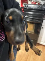  Red Rosie , a female Doberman Pinscher for sale in Pontiac, IL – Photo 4 of 10