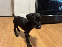  Red Rosie , a female Doberman Pinscher for sale in Pontiac, IL – Photo 2 of 10