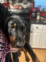  Red Rosie , a female Doberman Pinscher for sale in Pontiac, IL – Photo 8 of 10