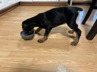  Red Rosie , a female Doberman Pinscher for sale in Pontiac, IL – Photo 10 of 10