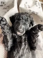 Accepting Deposits!-Macchiato, a  Poodle - Standard  for sale in Nederland, TX – 3 of 7
