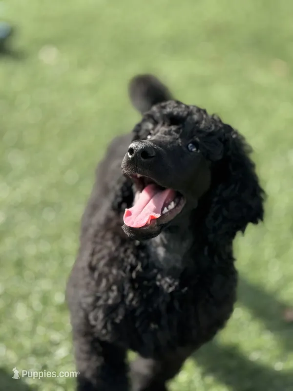Arriving soon!- Latte – Poodle - Standard  puppy for sale in Nederland, TX