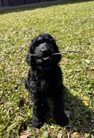 Arriving soon!- Latte, a  Poodle - Standard  for sale in Nederland, TX – 5 of 6