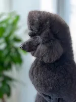 Arriving soon!- Latte, a  Poodle - Standard  for sale in Nederland, TX – 2 of 6