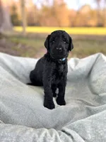 Accepting Deposits!-Macchiato, a  Poodle - Standard  for sale in Nederland, TX – 5 of 7